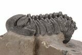 Phacopid (Morocops) Trilobite - Foum Zguid, Morocco #221206-1